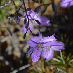 Wildflower trip, 1-2 sept