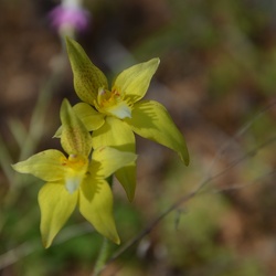 Wildflower trip, 1-2 sept