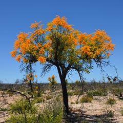 Oranje boom.