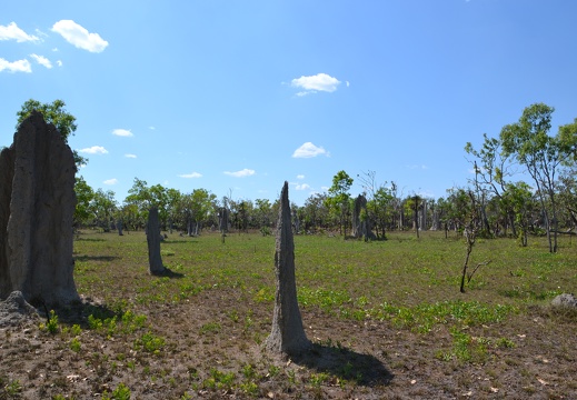 Magnetic termite mounds.