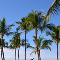 Palmbomen in de namiddagwind.