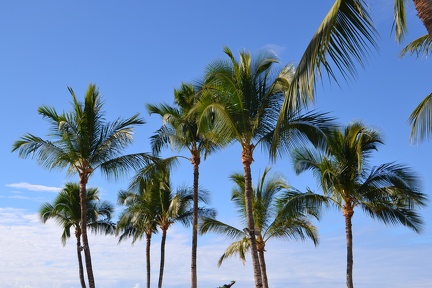 Palmbomen in de namiddagwind.