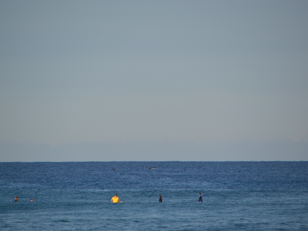 Vrij spectaculair - een walvis die voorbij de spot zwemt.
