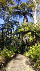 Walk in Whakarewarewa Forest at lunch time
