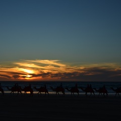 De kamelen op het strand.