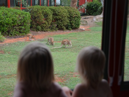 Kangeroes in de achtertuin.