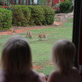 Kangeroes in de achtertuin.