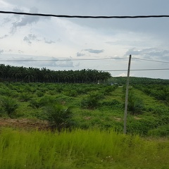 Plantages vol palmbomen.