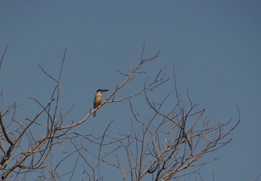Bee-eater?