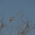 Bee-eater?