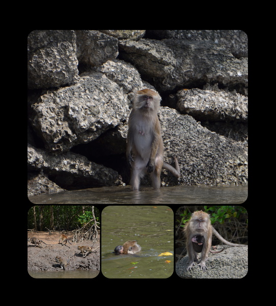 apen-collage.jpg