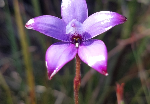 ...en ook een paars orchideetje