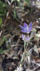 Sun orchid or (more likely) blue lady orchid