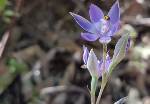 Sun orchid or (more likely) blue lady orchid