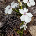 Woodbridge Poison - a type of bellflower