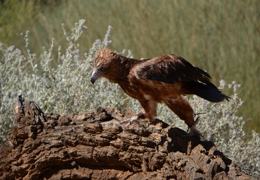 Roofvogel in Alice Springs Desert Park