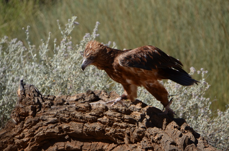 Roofvogel in Alice Springs Desert Park