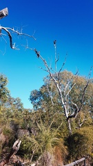 Carnaby's Black Cockatoos