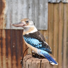 Blue-winged kookaburra