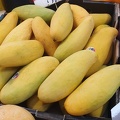 Mango season!