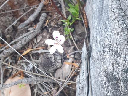 White fairy orchid?