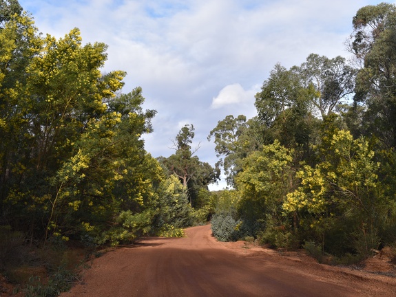 Mooie gele bomen - en slechts gedeeltelijk de weg versperrend.