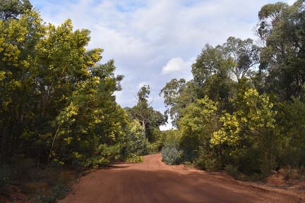 Mooie gele bomen - en slechts gedeeltelijk de weg versperrend.