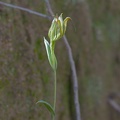 Pterostylis recurva (Jug Orchid aka Recurved Shell Orchid)