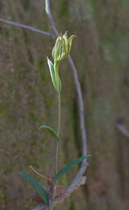 Pterostylis recurva (Jug Orchid aka Recurved Shell Orchid)