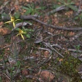 Caladenia xantha (Primrose Spider Orchid)