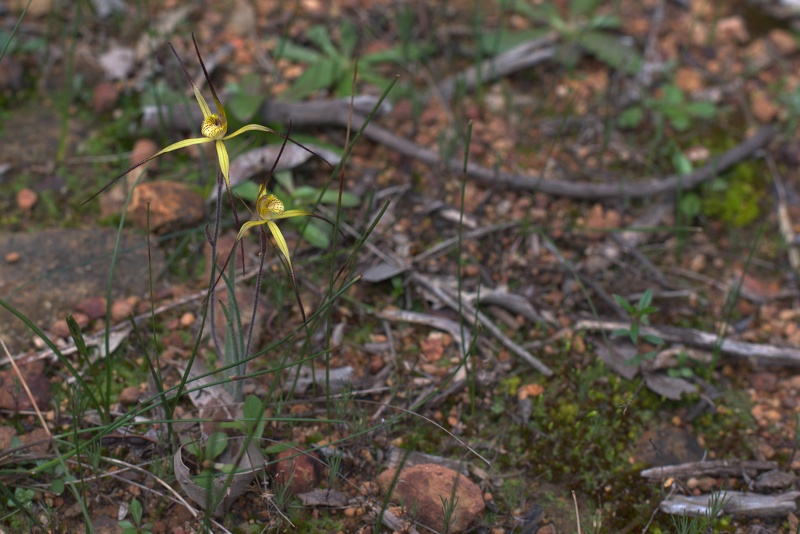 Caladenia xantha (Primrose Spider Orchid)