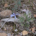 Cyanicula sericea (Silky Blue Orchid)