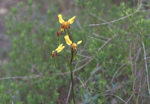 Diuris brumalis (Winter Donkey Orchid)