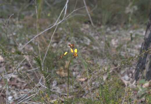 Diuris brumalis (Winter Donkey Orchid)