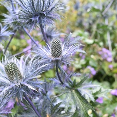 Mooie bloemen in een tuin achter in Dunbar Close's Garden. Naast het ouderlijk huis van Adam Smith trouwens.